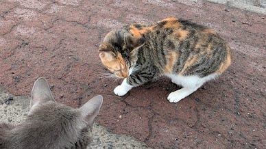 A collection of photos featuring a black kitty, a grey kitty, two orange kitties with golden eyes, a calico kitty, a white cream kitty, and the most dapper gentleman  of a cat. 