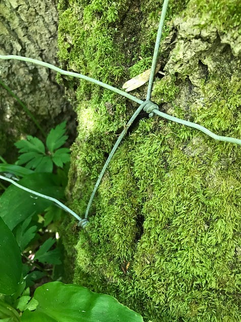 A series of close up images of trees with thick wire cutting through and into them, some with barbed pieces, evidence of the healing and growth of the tree around the wire with thickening and distortion to the bark texture and pattern.