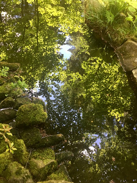 A series of photos of the Strolling Pond garden with koi fish in the water, irises in bloom, reflections of leaves, and a Japanese lantern covered in moss.