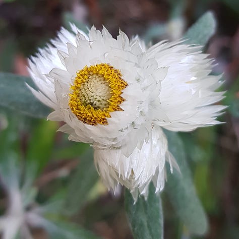 9 photos of Native Australian flowers and plants