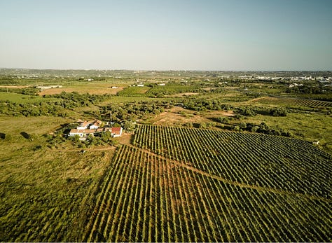 Morgado do Quintão winery shots, wine and food, vineyard and wine bottles