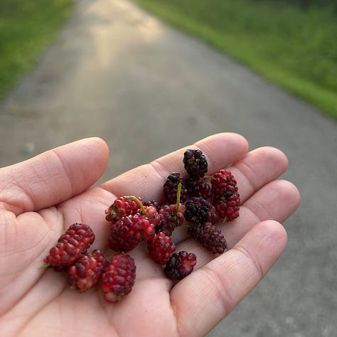 On the left, a hand holding several ripened mulberries. At center, a close-up shot of mulberry tree bark. On the right, mulberries are boiling in a stainless steel pot.