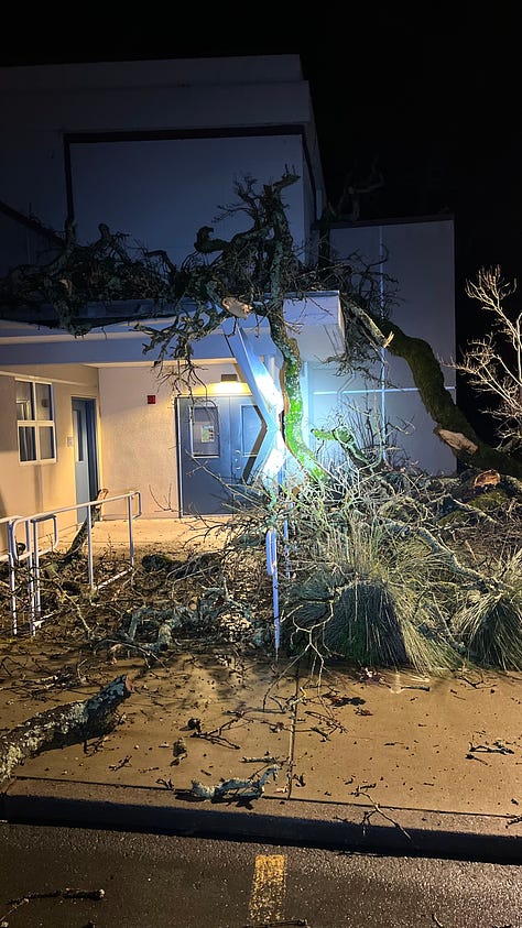 uprooted trees in the dark