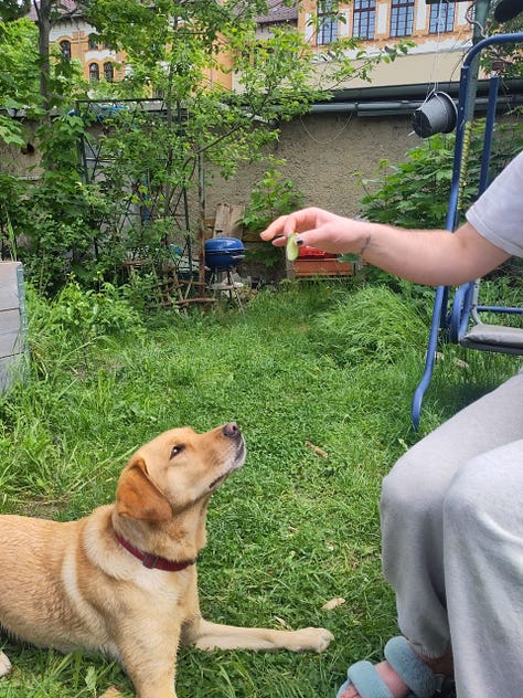 nine photos of a person in grey sweatpants and a dog. the dog is trying to jump and eat a cucumber from the person's hand