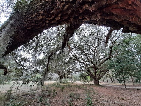 Pictures of live oak trees and their large limbs, draped with Spanish moss.