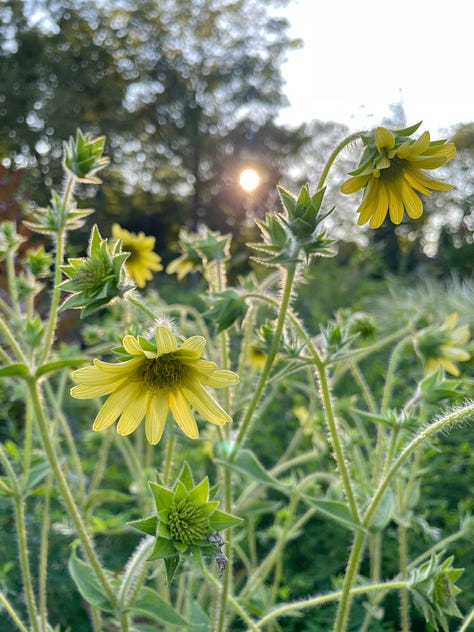 A few flowers in the Long Border this month: Echinacea, Plume Poppy (Macleaya cordata), and loads of buds on Mohr's Rosinweed (Silphium mohrii)