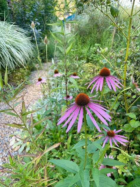 Some flowers in the Long Border (Echinacea, Liatris & Silphium); James training the rambling rose on the house; the Kitchen Garden; and looking down through the Fruit tunnel to the pond at Havenwood.