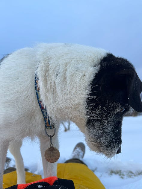 5 images of snowy Orkney. They all have a blue hue to them. Some have Kiki the dog in & one has Han & Kiki in