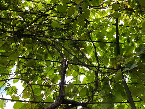 Around the Gorgiladze citrus farm