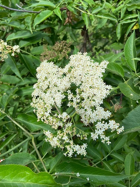 Yarrow, rose and elder flowers