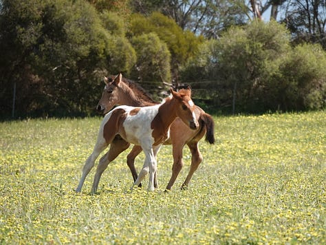 These great photos were taken by Teresa Thomson Jack. Great time-wasting watching foals.