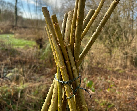 Stems of willow bound at base and top and then a completed obelisk