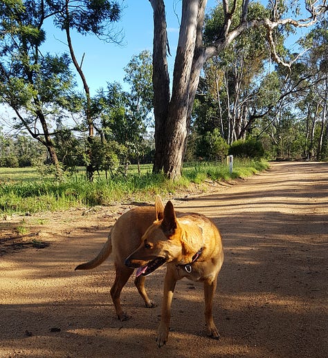 Cedar, a Kelpie / Red Heeler cross Dingo. Best Friend.