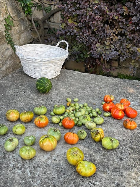 Top L to R: Walking from Carate Urio to Laglio on the Via Verde (Green way) to have aperitivo at Bottega da Luciano, polpette/mozzarella/patate al forno, never to chilly for gorgeous stivalli, tomino/speck/roasted eggplant, the next day at Agriturismo Barcola, squash-fest, small dog vs. giant pumpkin, a Lamborghini tractor