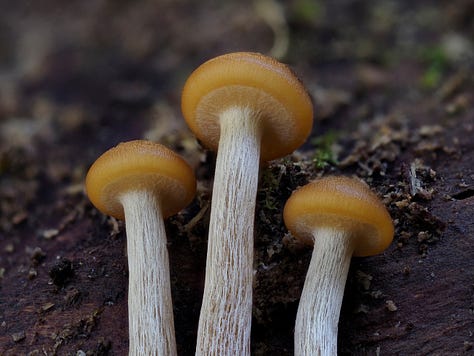 caramel capped mushrooms growing from wood
