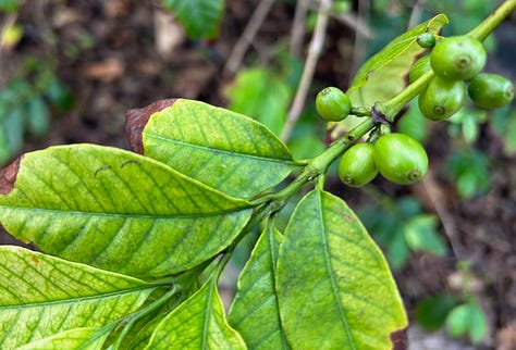 Trees with bananas, coffee, oranges