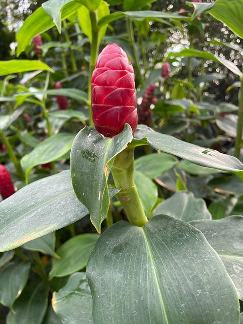 Some of the flora in the tropical biome