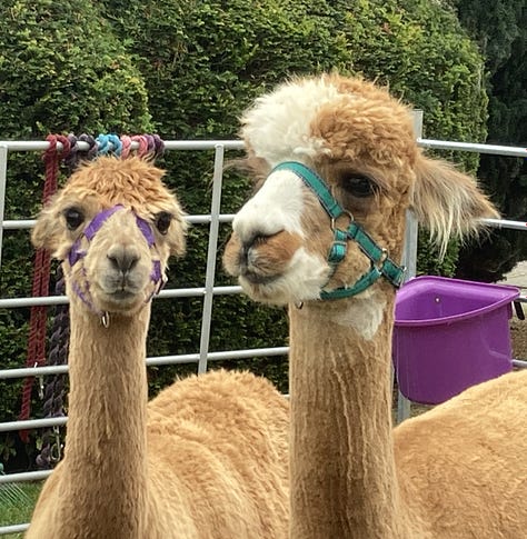 A jar of loose leaf fruit tea, a sweary garden sign, two marshmallow keyrings, two resin ghosts on a bookshelf, a birdfeeder filled with alpaca wool, and two alpacas with friendly faces.