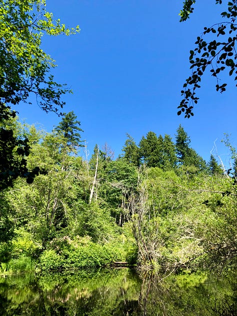 A re-wilded marsh with boardwalk and natural surroundings