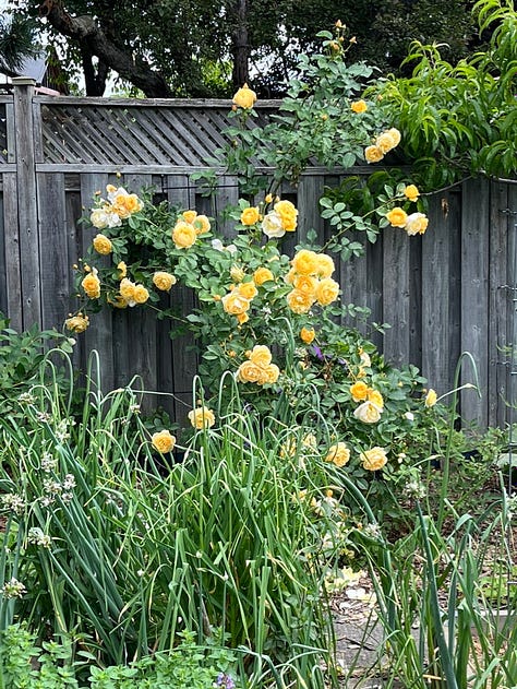 Yellow roses, Graham Thomas and Julia Child