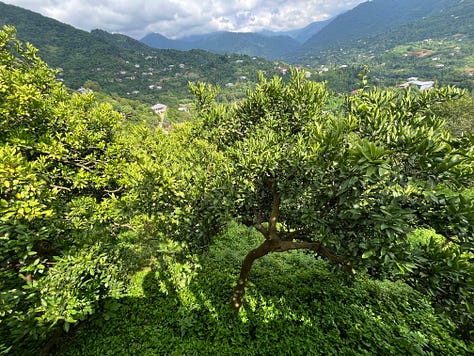 Around the Gorgiladze citrus farm