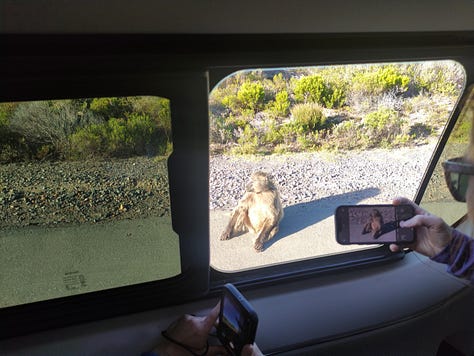 Pictures taken from inside the minibus of the baboon