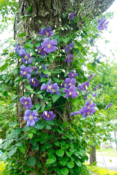 Clematis 'Perle d'Azur' on our maple tree in the Shade Path garden at Gilmore Gardens.