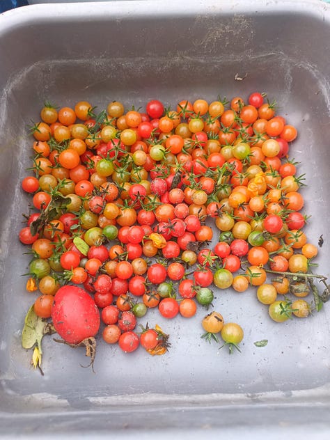 Produce from Leyton Boundary Garden being shared