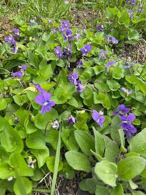 Wild violet tea jar cracked, so we picked some and made fresh tea