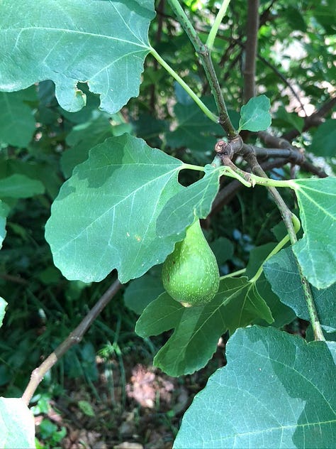 Os figos do quintal e a colheita de um dia