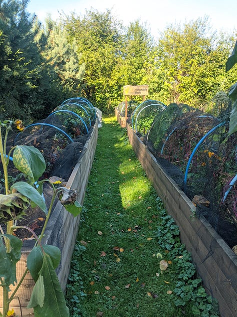 A community garden featuring bee & bee (bug hotel), vegetable patches, willow structures and signage listing information for volunteers and visitors 