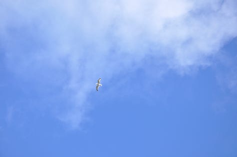 A 3 by 3 grid of photographs. From right to left: top row; peeling blue paint on something wooden, large muscles tied up in a dark blue plastic netting, a small boat with a blue base and cartoon dolphin on the side, reflecting in the water. Middle row: the blue sky with a seagull spreading its wings, a upwards shot of a blue panelled building, an alleyway with the graffiti of blue wings. Bottom row: A blue door on a pale blue house, a building with lots of windows reflecting the blue of the sky, a row of fish on ice in blue plastic boxes stacked up on top of one another.