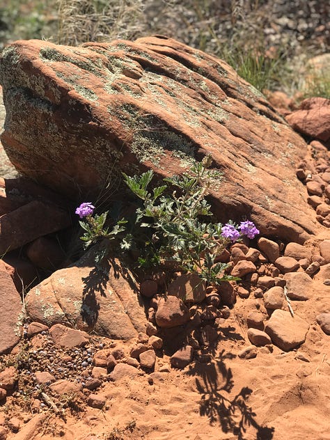 Sedona mesas, Holy Cross Chape, canyons and Buddhist sanctuary