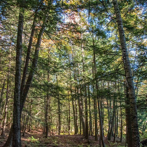 Trees, Tree Canopy