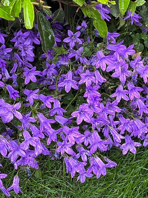 A selection of flowers that were on the Bridgerton Garden at Chelsea Flower Show