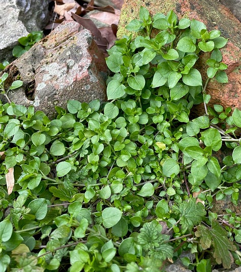 chickweed waiting through the cold months.