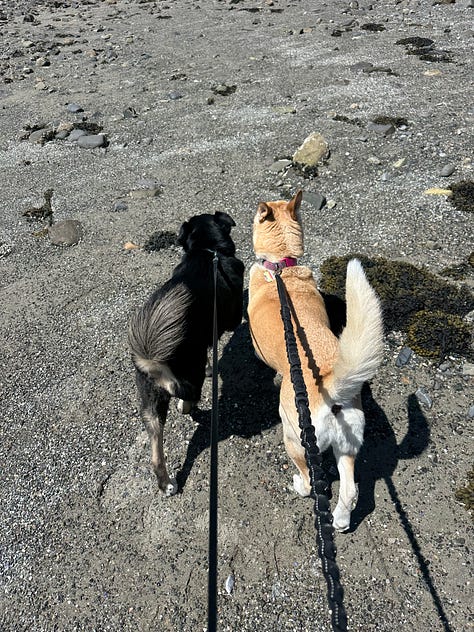 Scenic photos of the ocean and dogs