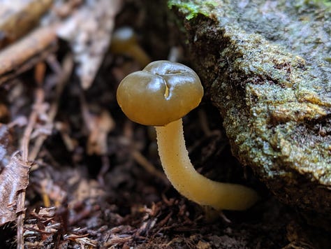 Purple Pouch Fungus (Cortinarius sp.), Russula, Scarlet Pouch Fungus (Leratiomyces erythrocephalus), Cortinarius olorinatus, Ochre Jelly Club (Leotia lubrica), Armillaria limonea, Psilocybe subaeruginosa, Cortinarius cardinalis, Austroboletus novae-zelandiae