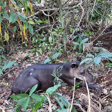 A howler monkey, scarlet macaw and tapir in Corcovado National Park