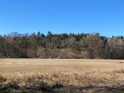 HaselstrΓ€ucher als Grenze zwischen Wald und Moor.