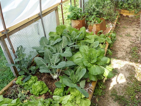 Brassica Family Vegetables - Middle - Kohlrabi - Chinese Cabbage on Right