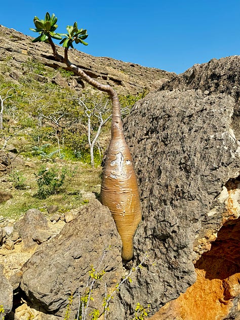 Bottle Cucumber Tree