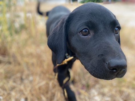 Black labrador pups