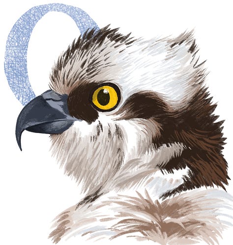 Illustrations of dipper, osprey and tern