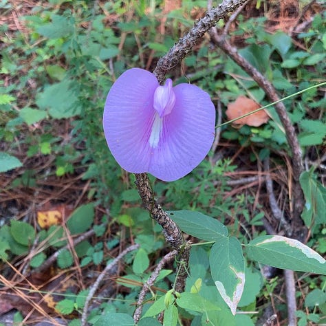 a trail into the woods through grasses; charred pine bark; closeup of a butterfly pea flower