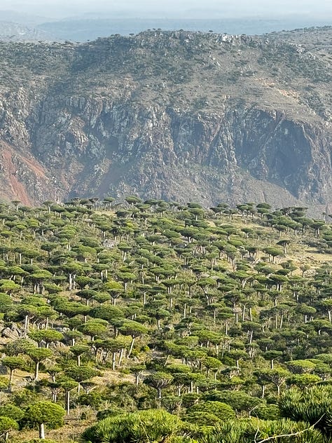 Dragon's Blood Tree