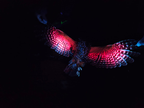 biolflourescent animals glowing different colours, including a possum, snail and bird of prey