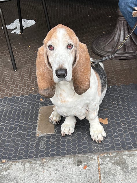 photos of Toby the basset hound