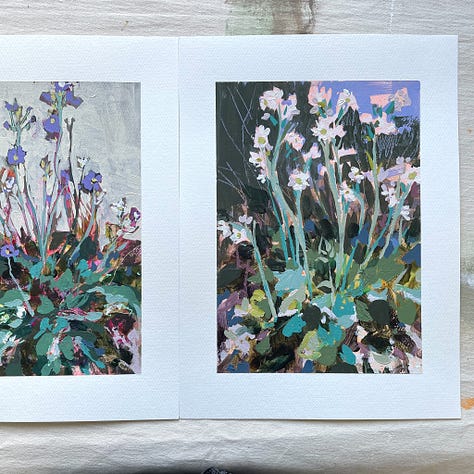 Paintings and sketches of the Mealy Primrose wildflower by artist, Jennifer Mohr.