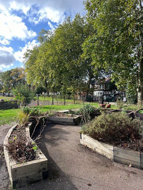 Progress photos of clearing the play park planters